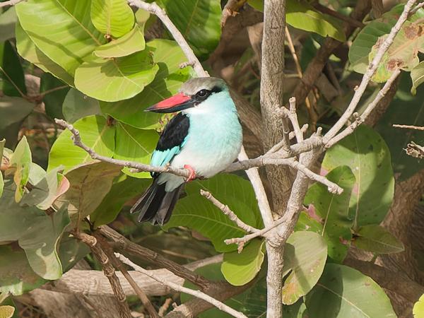 <h3><a href="/trips/gambia/biota/animalia/chordata/aves/037 coraciiformes/003 alcedinidae/halcyon malimbica/halcyon malimbica-nl.html">Halcyon&nbsp;malimbica</a> / Blue‑breasted&nbsp;kingfisher / Teugelijsvogel</h3>OM-1 Mark II met OLYMPUS M.150-400mm F4.5 TC, 1/2000 sec  bij F5.6, ISO 1250, afstand 52.2&nbsp;m